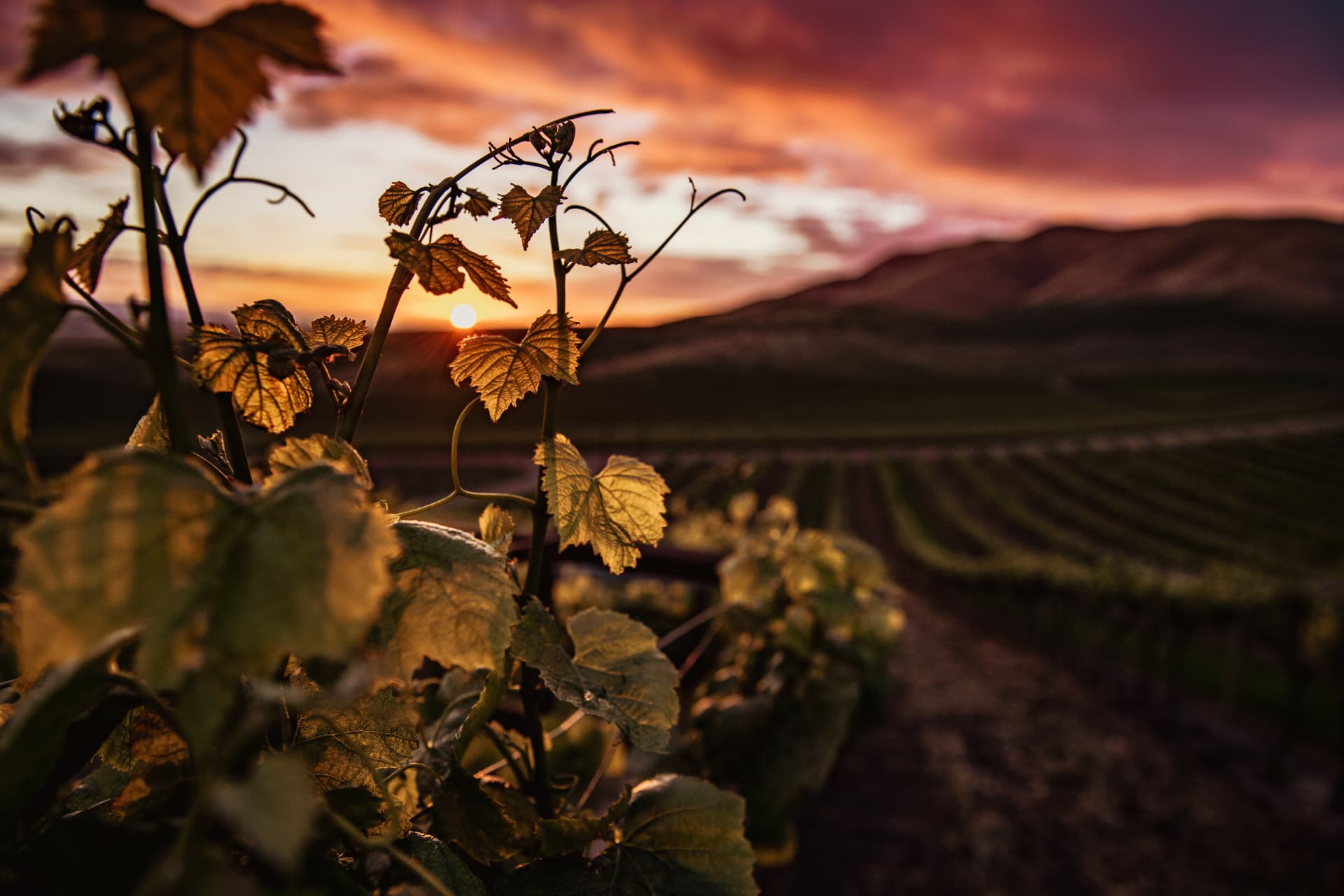 Vigneti al tramonto